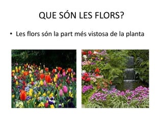 QUE SÓN LES FLORS?
• Les flors són la part més vistosa de la planta

 