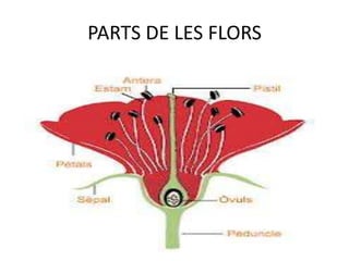 PARTS DE LES FLORS

 
