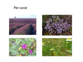 Per curar

 