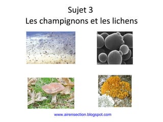 Sujet 3  Les champignons et les lichens www.airensection.blogspot.com 