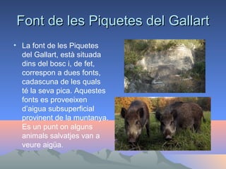 Font de les Piquetes del Gallart
• La font de les Piquetes
del Gallart, està situada
dins del bosc i, de fet,
correspon a dues fonts,
cadascuna de les quals
té la seva pica. Aquestes
fonts es proveeixen
d’aigua subsuperficial
provinent de la muntanya.
Es un punt on alguns
animals salvatjes van a
veure aigüa.

 