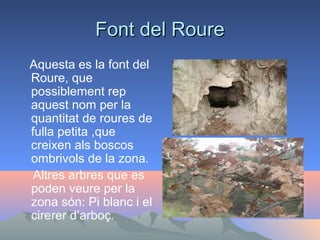 Font del Roure
Aquesta es la font del
Roure, que
possiblement rep
aquest nom per la
quantitat de roures de
fulla petita ,que
creixen als boscos
ombrivols de la zona.
Altres arbres que es
poden veure per la
zona són: Pi blanc i el
cirerer d’arboç.

 