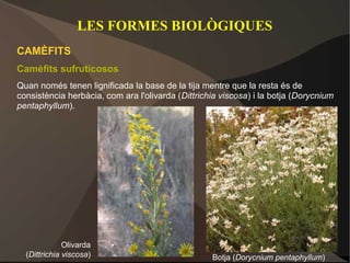 LES FORMES BIOLÒGIQUES
CAMÈFITS
Camèfits sufruticosos
Quan només tenen lignificada la base de la tija mentre que la resta és de
consistència herbàcia, com ara l'olivarda (Dittrichia viscosa) i la botja (Dorycnium
pentaphyllum).




              Olivarda
  (Dittrichia viscosa)                             Botja (Dorycnium pentaphyllum)
 