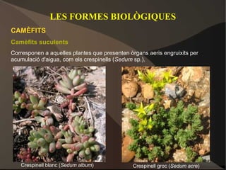 LES FORMES BIOLÒGIQUES
CAMÈFITS
Camèfits suculents
Corresponen a aquelles plantes que presenten òrgans aeris engruixits per
acumulació d'aigua, com els crespinells (Sedum sp.).




   Crespinell blanc (Sedum album)             Crespinell groc (Sedum acre)
 