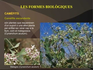 LES FORMES BIOLÒGIQUES
CAMÈFITS
Camèfits escandents
són plantes que requereixen
d'un suport o una altra planta
per enfilar-se i anar cap a la
llum, com el matagossos
(Cynanchum acutum).




     Matagós (Cynanchum acutum)
 