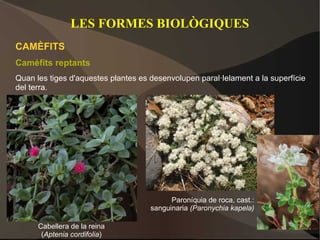LES FORMES BIOLÒGIQUES
CAMÈFITS
Camèfits reptants
Quan les tiges d'aquestes plantes es desenvolupen paral·lelament a la superfície
del terra.




                                           Paroníquia de roca, cast.:
                                     sanguinaria (Paronychia kapela)

      Cabellera de la reina
       (Aptenia cordifolia)
 