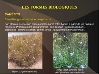 LES FORMES BIOLÒGIQUES
CAMÈFITS
Camèfits graminoides o cespitosos
Són plantes que formen mates amples i amb tofes basals a partir de les quals es
regenera. Preferentment són gramínies, com l'espart (Lygeum spartum),
ciperàcies i algunes liliàcies, com la jonça (Aphyllanthes monspeliensis).




                                             Jonça (cast: junquillo falso)
      Espart (Lygeum spartum)               (Aphyllanthes monspeliensis)
 