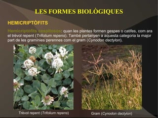 LES FORMES BIOLÒGIQUES
HEMICRIPTÒFITS
Hemicriptòfits cespitosos: quan les plantes formen gespes o catifes, com ara
el trèvol repent (Trifolium repens). També pertanyen a aquesta categoria la major
part de les gramínies perennes com el gram (Cynodon dactylon).




      Trèvol repent (Trifolium repens)         Gram (Cynodon dactylon)
 