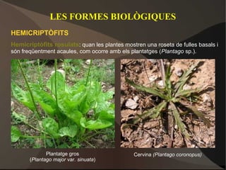 LES FORMES BIOLÒGIQUES
HEMICRIPTÒFITS
Hemicriptòfits rosulats: quan les plantes mostren una roseta de fulles basals i
són freqüentment acaules, com ocorre amb els plantatges (Plantago sp.).




              Plantatge gros                   Cervina (Plantago coronopus)
       (Plantago major var. sinuata)
 