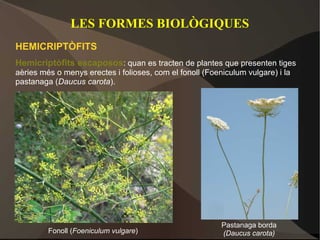 LES FORMES BIOLÒGIQUES
HEMICRIPTÒFITS
Hemicriptòfits escaposos: quan es tracten de plantes que presenten tiges
aèries més o menys erectes i folioses, com el fonoll (Foeniculum vulgare) i la
pastanaga (Daucus carota).




                                                          Pastanaga borda
         Fonoll (Foeniculum vulgare)                      (Daucus carota)
 