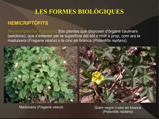 LES FORMES BIOLÒGIQUES
HEMICRIPTÒFITS
Hemicriptòfits reptants: Són plantes que disposen d'òrgans caulinars
(estolons), que s'estenen per la superfície del sòl o molt a prop, com ara la
maduixera (Fragaria vesca) o la cinc en branca (Potentilla reptans).




      Maduixera (Fragaria vesca)                  Gram negre o cinc en branca
                                                      (Potentilla reptans)
 