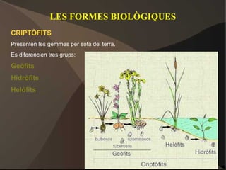LES FORMES BIOLÒGIQUES
CRIPTÒFITS
Presenten les gemmes per sota del terra.
Es diferencien tres grups:

Geòfits
Hidròfits
Helòfits
 