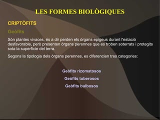 LES FORMES BIOLÒGIQUES
CRIPTÒFITS
Geòfits
Són plantes vivaces, és a dir perden els òrgans epigeus durant l'estació
desfavorable, però presenten òrgans perennes que es troben soterrats i protegits
sota la superfície del terra.
Segons la tipologia dels òrgans perennes, es diferencien tres categories:


                              Geòfits rizomatosos
                               Geòfits tuberosos
                                Geòfits bulbosos
 