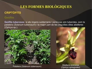 LES FORMES BIOLÒGIQUES
CRIPTÒFITS
Geòfits
Geòfits tuberosos: si els òrgans subterranis i perennes són tubercles, com la
patatera (Solanum tuberosum) i la major part de les orquídies dites abelleres
(Ophrys sp.).




                                                       Abellera aranyosa
        Patatera (Solanum tuberosum)                  (Ophrys sphegodes)
 