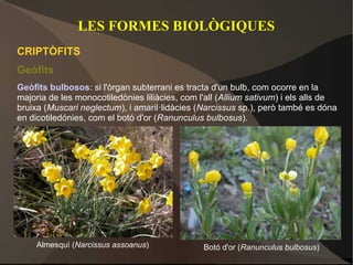 LES FORMES BIOLÒGIQUES
CRIPTÒFITS
Geòfits
Geòfits bulbosos: si l'òrgan subterrani es tracta d'un bulb, com ocorre en la
majoria de les monocotiledònies liliàcies, com l'all (Allium sativum) i els alls de
bruixa (Muscari neglectum), i amaril·lidàcies (Narcissus sp.), però també es dóna
en dicotiledónies, com el botó d'or (Ranunculus bulbosus).




     Almesquí (Narcissus assoanus)              Botó d'or (Ranunculus bulbosus)
 