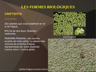 LES FORMES BIOLÒGIQUES
CRIPTÒFITS
Hidròfits
Són plantes que viuen totalment en el
si de l'aigua.
N'hi ha de dos tipus: flotants i
radicants.
                                             Lemna gibba
Hidròfits flotants: són plantes
surants de mida petita. La planta més
comuna és la llentia d'aigua,
representada per dues espècies:
Lemna minor i Lemna gibba.




             Llentia d'aigua (Lemna minor)
 