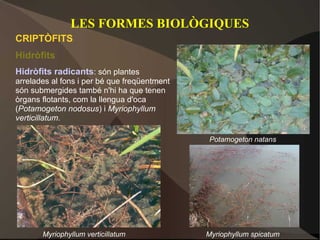 LES FORMES BIOLÒGIQUES
CRIPTÒFITS
Hidròfits
Hidròfits radicants: són plantes
arrelades al fons i per bé que freqüentment
són submergides també n'hi ha que tenen
òrgans flotants, com la llengua d'oca
(Potamogeton nodosus) i Myriophyllum
verticillatum.

                                              Potamogeton natans




       Myriophyllum verticillatum             Myriophyllum spicatum
 
