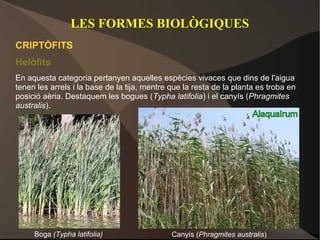 LES FORMES BIOLÒGIQUES
CRIPTÒFITS
Helòfits
En aquesta categoria pertanyen aquelles espècies vivaces que dins de l'aigua
tenen les arrels i la base de la tija, mentre que la resta de la planta es troba en
posició aèria. Destaquem les bogues (Typha latifolia) i el canyís (Phragmites
australis).




     Boga (Typha latifolia)                   Canyís (Phragmites australis)
 