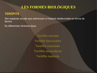 LES FORMES BIOLÒGIQUES
TERÒFITS
Són espècies anuals que sobreviuen a l'estació desfavorable en forma de
llavors.
Es diferencien diversos tipus:



                                 Teròfits erectes
                            Teròfits fasciculats
                             Teròfits rossulats
                           Teròfits escandents
                             Teròfits reptants
 
