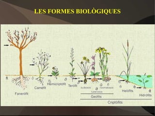 LES FORMES BIOLÒGIQUES
 