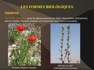 LES FORMES BIOLÒGIQUES
TERÒFITS
Teròfits erectes: quan la planta presenta les tiges disposades verticalment,
com la rosella (Papaver rhoeas) o la ravenissa (Diplotaxis erucoides).




                                                    Mill del sol petit
       Rosella (Papaver rhoeas)                (Lithospermum arvense)
 