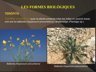 LES FORMES BIOLÒGIQUES
TERÒFITS
Teròfits rossulats: quan la planta presenta totes les fulles en posició basal,
com ara la ballarida (Hypecoum procumbens) i el plantatge (Plantago sp.)




 Ballarida (Hypecoum procumbens)
                                             Ballarida (Hypecoum procumbens)
 