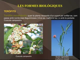 LES FORMES BIOLÒGIQUES
TERÒFITS
Teròfits escandents: quan la planta necessita d'un suport per enfilar-se, com
passa amb nombroses lleguminoses (Vicia sp., Lathyrus sp.) o amb la paràsita
Cuscuta campestris.




            Cuscuta campestris                         Guixó cigronenc
                                                       (Lathyrus cicera)
 