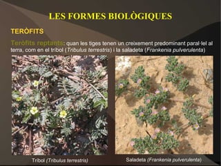 LES FORMES BIOLÒGIQUES
TERÒFITS
Teròfits reptants: quan les tiges tenen un creixement predominant paral·lel al
terra, com en el tríbol (Tribulus terrestris) i la saladeta (Frankenia pulverulenta)




         Tríbol (Tribulus terrestris)            Saladeta (Frankenia pulverulenta)
 