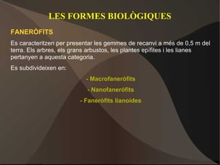 LES FORMES BIOLÒGIQUES
FANERÒFITS
Es caracteritzen per presentar les gemmes de recanvi a més de 0,5 m del
terra. Els arbres, els grans arbustos, les plantes epífites i les lianes
pertanyen a aquesta categoria.
Es subdivideixen en:
                           - Macrofanerófits
                           - Nanofanerófits
                         - Faneròfits lianoides
 