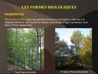 LES FORMES BIOLÒGIQUES
FANERÒFITS
Macrofanerófits: quan les gemmes de recanvi es troben a més de 2 m
d'alçada del terra, com ocorre en arbres Com el faig (Fagus sylvatica) i el pi
blanc (Pinus halepensis).




         Faig (Fagus sylvatica)                     Pi blanc (Pinus halepensis)
 