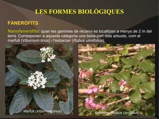 LES FORMES BIOLÒGIQUES
FANERÒFITS
Nanofanerófits: quan les gemmes de recanvi es localitzen a menys de 2 m del
terra. Corresponen a aquesta categoria una bona part dels arbusts, com el
marfull (Viburnum tinus) i l'esbarzer (Rubus ulmifolius).




        Marfull (Viburnum tinus)                Esbarzer (Rubus ulmifolius)
 