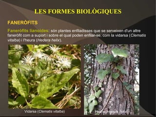 LES FORMES BIOLÒGIQUES
FANERÒFITS
Faneròfits lianoides: són plantes enfiladisses que se serveixen d'un altre
faneròfit com a suport i sobre el qual poden enfilar-se, com la vidarsa (Clematis
vitalba) i l'heura (Hedera helix).




         Vidarsa (Clematis vitalba)                Heura (Hedera helix)
 
