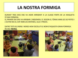 LA NOSTRA FORMIGA
DURANT TRES DIES ENS VA ANAR ARRIBANT A LA CLASSE PARTS DE LA MAQUETA
D’UNA FORMIGA.
EL PRIMER DIA ENS VA ARRIBAR L’ABDOMEN, EL SEGON EL TÒRAX AMB LES SIS POTES I
L’ÚLTIM DIA EL CAP AMB LES ANTENES, ULLS I PINCES.

ENTRE TOTS ELS NENS I NENES HEM ESCOLLIT EL NOM D’AQUESTA GRAN FORMIGA.
ÉS DIU REINA.
 