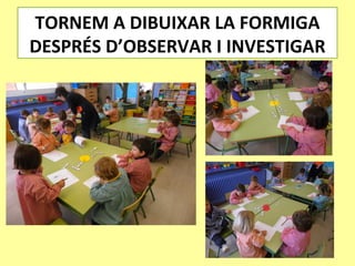 TORNEM A DIBUIXAR LA FORMIGA
DESPRÉS D’OBSERVAR I INVESTIGAR
 
