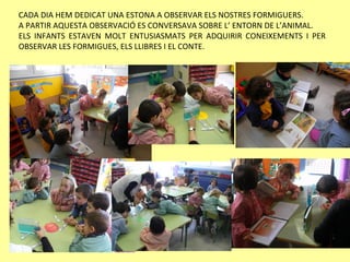 CADA DIA HEM DEDICAT UNA ESTONA A OBSERVAR ELS NOSTRES FORMIGUERS.
A PARTIR AQUESTA OBSERVACIÓ ES CONVERSAVA SOBRE L’ ENTORN DE L’ANIMAL.
ELS INFANTS ESTAVEN MOLT ENTUSIASMATS PER ADQUIRIR CONEIXEMENTS I PER
OBSERVAR LES FORMIGUES, ELS LLIBRES I EL CONTE.
 
