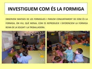 INVESTIGUEM COM ÉS LA FORMIGA
OBSERVEM IMATGES DE LES FORMIGUES I PARLEM CONJUNTAMENT DE COM ÉS LA
FORMIGA, ON VIU, QUÈ MENJA, COM ES REPRODUEIX I DIFERENCIEM LA FORMIGA
REINA DE LA SOLDAT I LA TREBALLADORA.
 