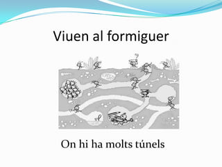Viuen al formiguer

On hi ha molts túnels

 