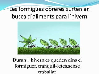 Les formigues obreres surten en
busca d´aliments para l´hivern

Duran l´hivern es queden dins el
formiguer, tranquil-letes,sense
traballar

 