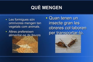 QUÈ MENGEN
●

●

Les formigues són
omnívores mengen tan
vegetals com animals.
Altres prefereixen
alimentar-se de llavors

●

Quan tenen un
insecte gran les
obreres col·laboren
per transportar-lo.

 