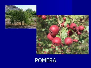 POMERA 