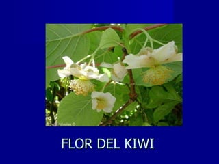 FLOR DEL KIWI 