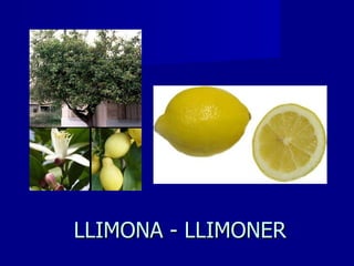 LLIMONA - LLIMONER 