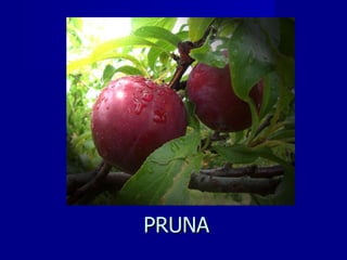PRUNA 