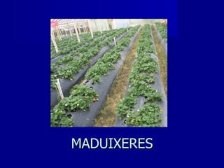 MADUIXERES 
