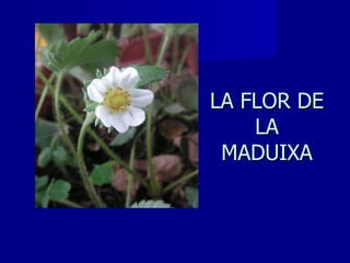 LA FLOR DE LA MADUIXA 