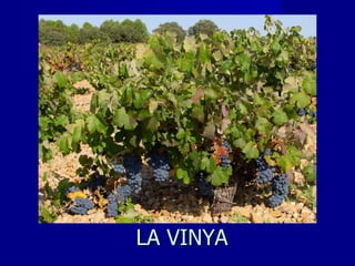 LA VINYA 