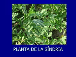 PLANTA DE LA SÍNDRIA 