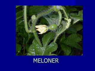 MELONER 