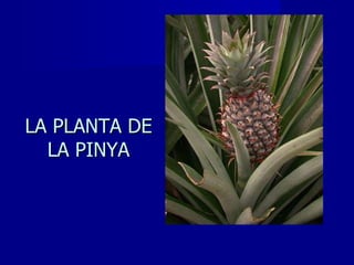 LA PLANTA DE LA PINYA 