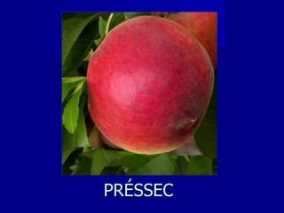 PRÉSSEC 